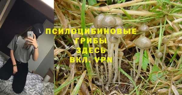 индика Алзамай